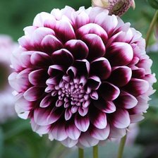 Схема вышивки «№916571»