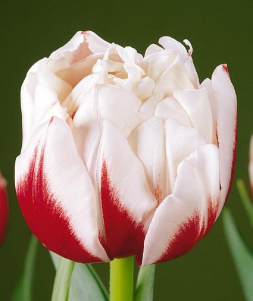 №916573 - оригинал