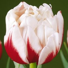 Схема вышивки «№916573»