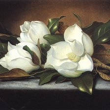 Схема вышивки «Гигантские магнолии  Мартин Джонсон»