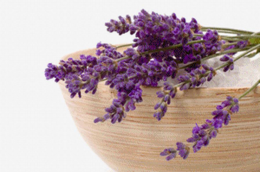 Лаванда - лаванда - предпросмотр