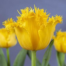 Схема вышивки «№916720»