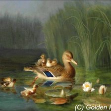 Утка с утятами