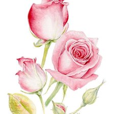 Схема вышивки «розы»