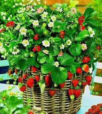 Схема вышивки «Земляника»