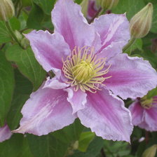 Схема вышивки «№917030»