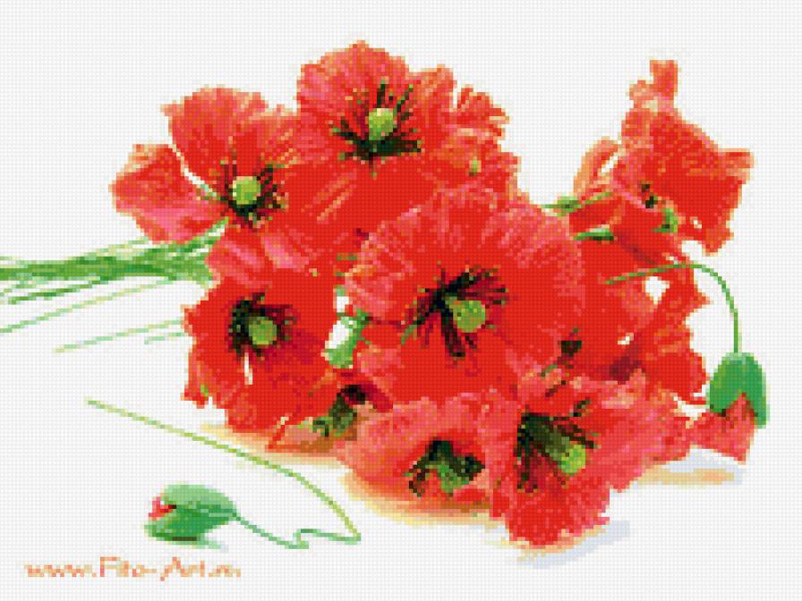 маки - цветы - предпросмотр
