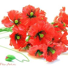 Схема вышивки «маки»