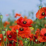 Схема вышивки «маки»