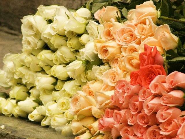 розы - розы, цветы - оригинал