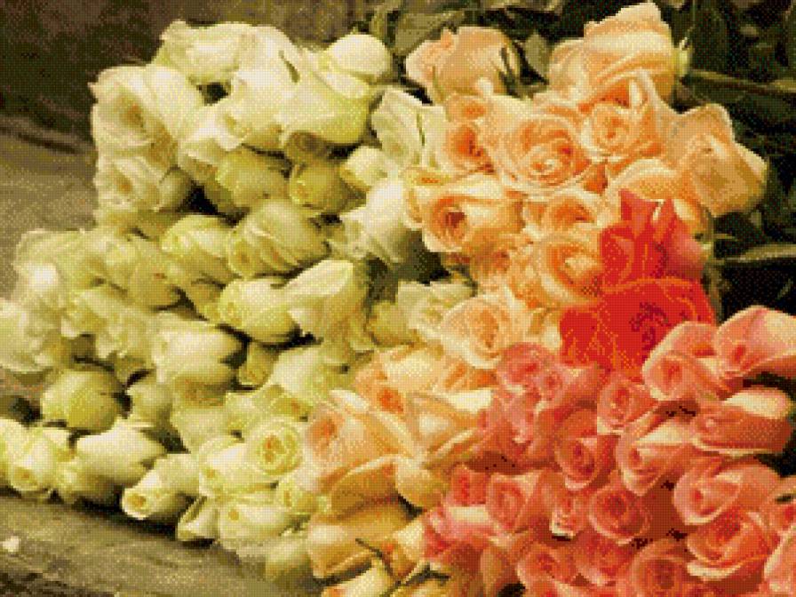 розы - розы, цветы - предпросмотр