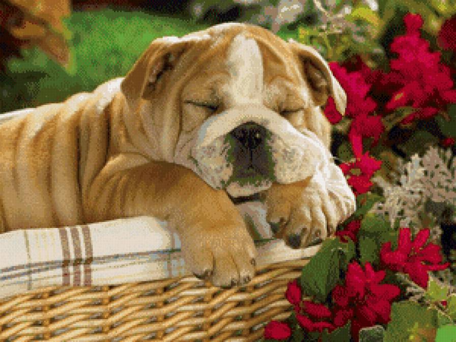 собака - животные, собака - предпросмотр