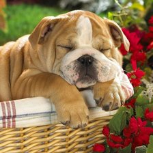 Схема вышивки «собака»