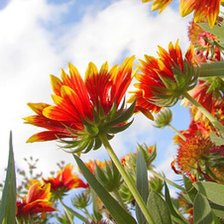 Схема вышивки «цветы»