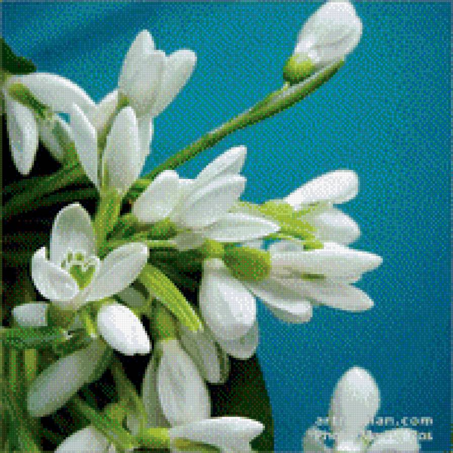 подснежник - цветы - предпросмотр
