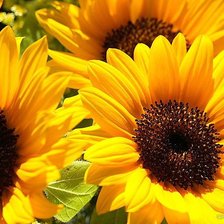 Схема вышивки «подсолнухи»