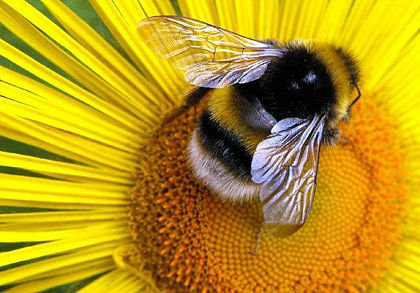 пчелка - насекомые - оригинал