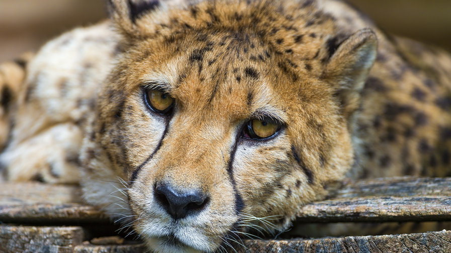 Гепард - животные, гепард, кошка - оригинал