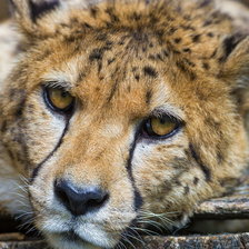 Схема вышивки «Гепард»