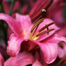 Схема вышивки «лилия»