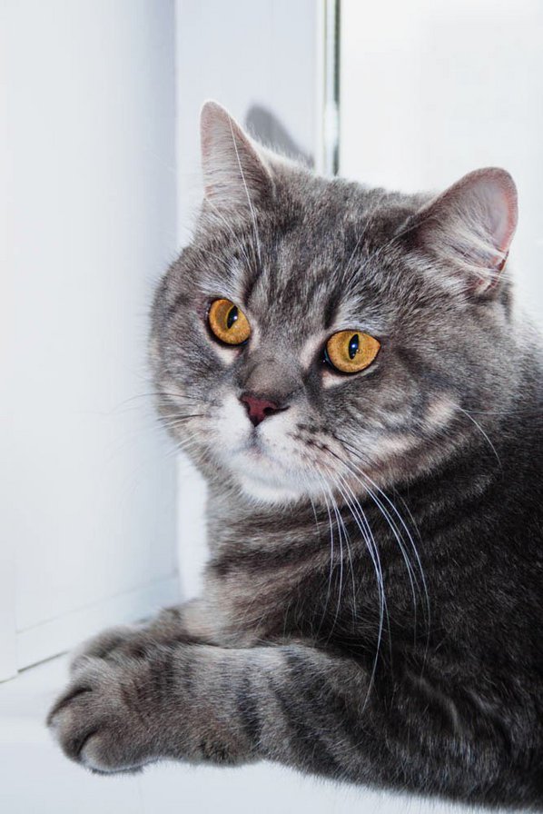 британская кошка - кошка - оригинал