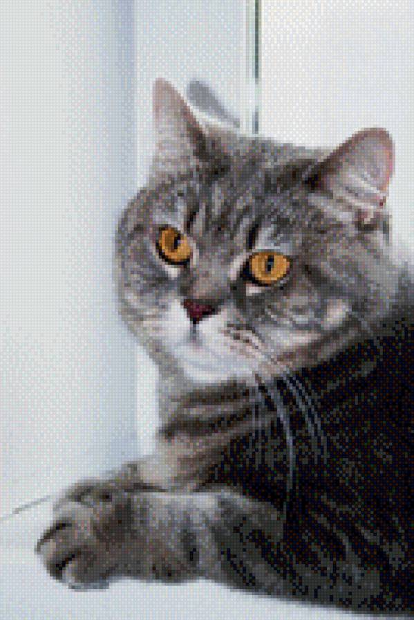 британская кошка - кошка - предпросмотр