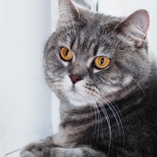 британская кошка