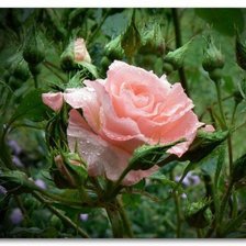 Схема вышивки «Роза»