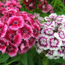 Схема вышивки «Гвоздика»