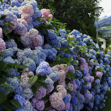 Схема вышивки «Гортензия»