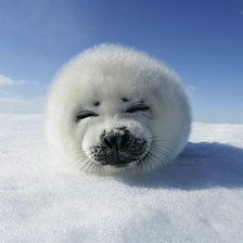 Схема вышивки «Нерпа»