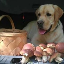 Схема вышивки «suņuks»