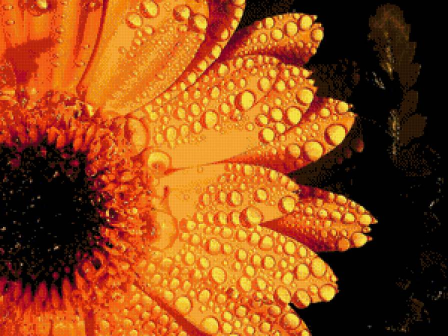 Яркость лета - роса, лето - предпросмотр