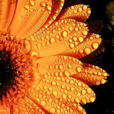 Схема вышивки «Яркость лета»