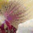 Предпросмотр схемы вышивки «Орхидеи» (№918174)