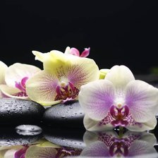 Схема вышивки «Орхидеи»