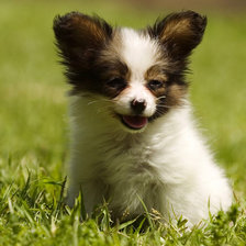 Схема вышивки «Щенок»