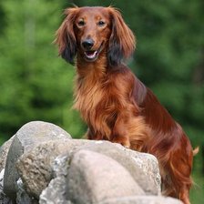 Схема вышивки «Такса»