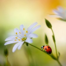 Схема вышивки «На ромашке»