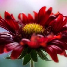 Схема вышивки «Цветок»