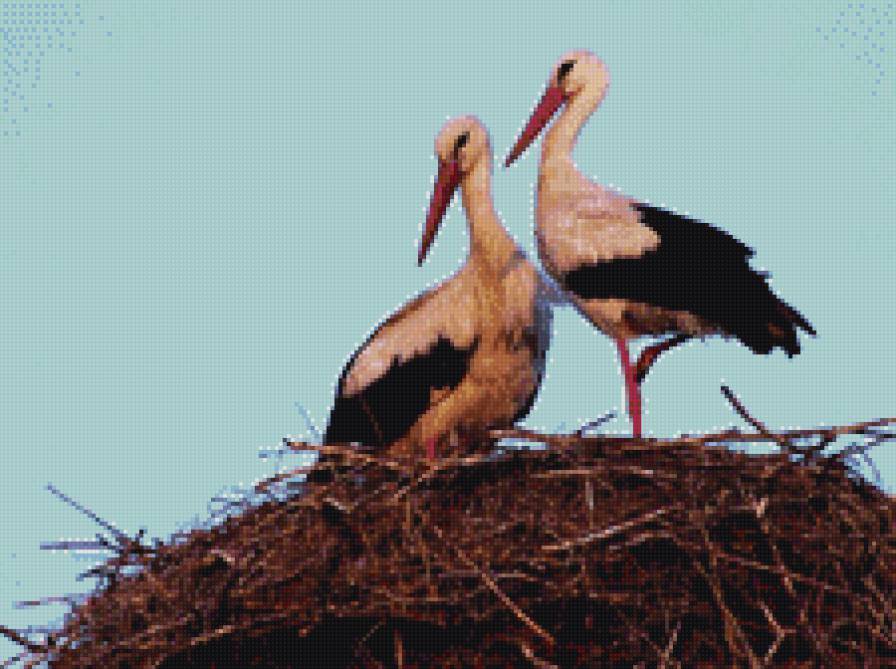Аисты в гнезде - предпросмотр