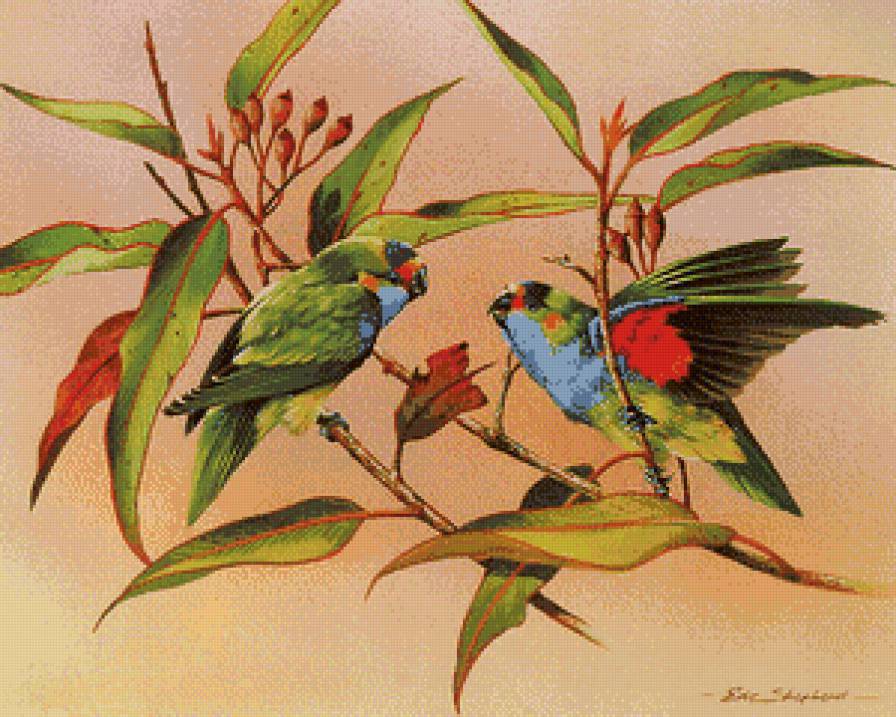 пара неразлучников - попугаи, природа, птицы, графика, неразлучники, пара, ветка - предпросмотр