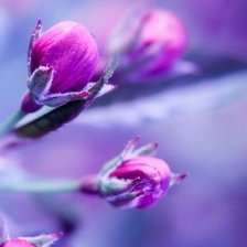 Схема вышивки «Цветок»