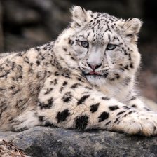 Схема вышивки «Ирбис»