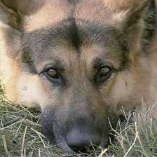 Схема вышивки «собака»