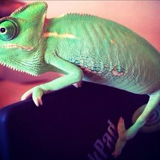 Схема вышивки «Хамелеон 8 см»