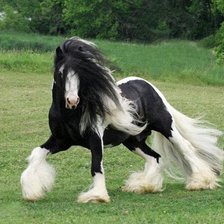 Схема вышивки «Лошадка»