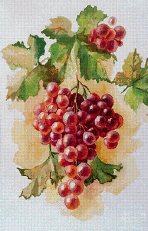 гроздь сочного винограда - акварель, еда, ветка, гроздь, фрукты, натюрморт, виноград, кухня - предпросмотр