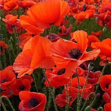 Схема вышивки «маки»