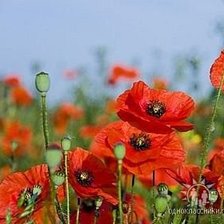 Схема вышивки «маки»